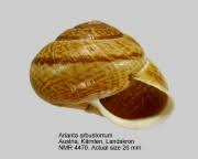 Attēlu rezultāti vaicājumam “Arianta arbustorum”