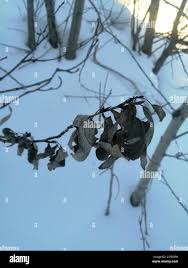 Attēlu rezultāti vaicājumam “Populus laurifolia”