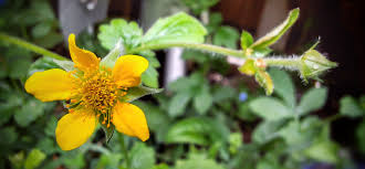 Image result for Geum urbanum