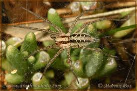 Attēlu rezultāti vaicājumam “Agelena labyrinthica”