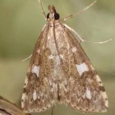 Attēlu rezultāti vaicājumam “Udea olivalis”