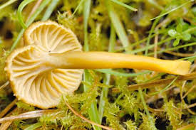 Attēlu rezultāti vaicājumam “Cantharellus lutescens”