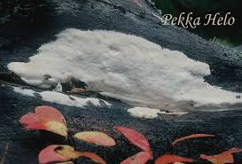 Attēlu rezultāti vaicājumam “Antrodia pulvinascens”