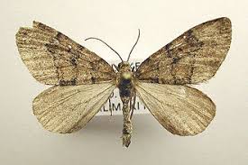 Attēlu rezultāti vaicājumam “Thera variata”