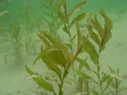 Attēlu rezultāti vaicājumam “Potamogeton praelongus”