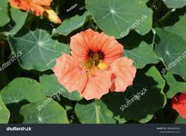 Image result for Tropaeolum minus