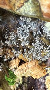 Attēlu rezultāti vaicājumam “Arcyria cinerea young”