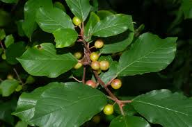 Attēlu rezultāti vaicājumam “Frangula alnus leaf”