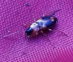 Attēlu rezultāti vaicājumam “Badister bullatus”