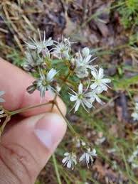Attēlu rezultāti vaicājumam “Gypsophila fastigiata”