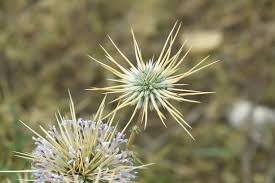 Attēlu rezultāti vaicājumam “Echinops sphaerocephalus flower”