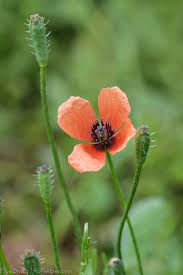 Attēlu rezultāti vaicājumam “Papaver argemone”