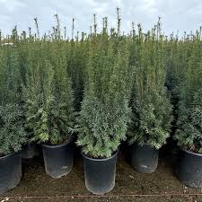 Attēlu rezultāti vaicājumam “Taxus”