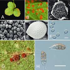 Attēlu rezultāti vaicājumam “Phragmidium sp.”