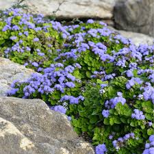 Image result for Ageratum houstonianum