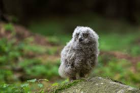 Attēlu rezultāti vaicājumam “Bubo bubo”