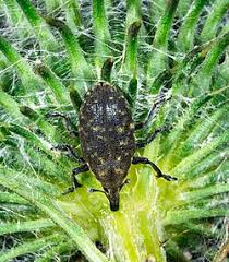 Attēlu rezultāti vaicājumam “Larinus sp.”