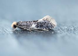 Attēlu rezultāti vaicājumam “Monopis weaverella”