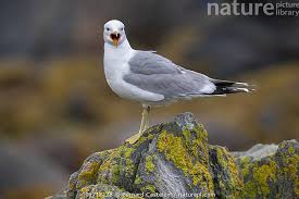 Attēlu rezultāti vaicājumam “Larus canus”