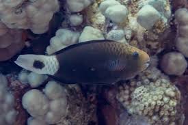 Image result for Chlorurus sordidus