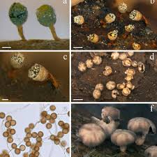 Attēlu rezultāti vaicājumam “Oligonema favogineum spores”