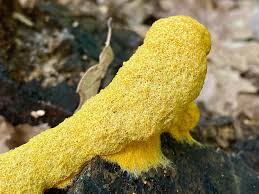 Attēlu rezultāti vaicājumam “Fuligo septica var. flava young”