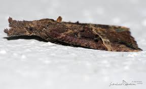 Attēlu rezultāti vaicājumam “Hypena rostralis”