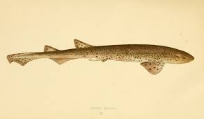 Image result for Scyliorhinus canicula