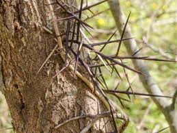 Attēlu rezultāti vaicājumam “Gleditsia triacanthos bud”