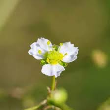 Attēlu rezultāti vaicājumam “Alisma plantago-aquatica fruit”