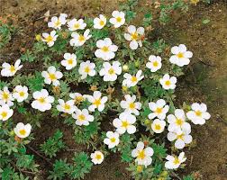 Attēlu rezultāti vaicājumam “Potentilla alba”