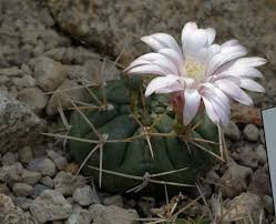 Image result for Gymnocalycium