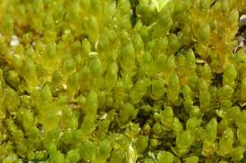 Attēlu rezultāti vaicājumam “Bryum schleicheri”