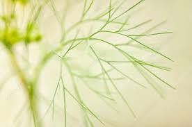 Attēlu rezultāti vaicājumam “Anethum graveolens leaf”