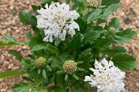 Image result for Scabiosa canescens