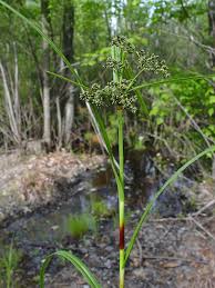 Attēlu rezultāti vaicājumam “Scirpus sylvaticus fruit”