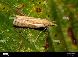 Attēlu rezultāti vaicājumam “Agriphila tristella”