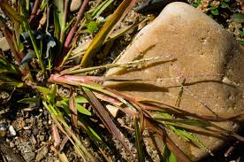 Attēlu rezultāti vaicājumam “Digitaria ischaemum”