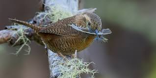 Attēlu rezultāti vaicājumam “Troglodytes troglodytes adult”