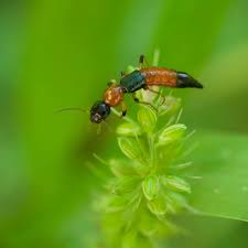 Attēlu rezultāti vaicājumam “Badhamia juliae macro”