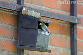 Attēlu rezultāti vaicājumam “Muscicapa striata nest”