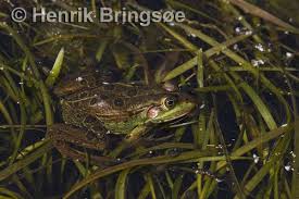 Attēlu rezultāti vaicājumam “Pelophylax juvenile”