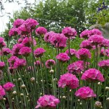 Image result for Grasnelke