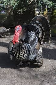 Attēlu rezultāti vaicājumam “Meleagris male”