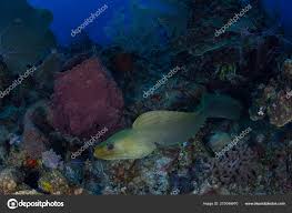 Image result for Gymnothorax funebris