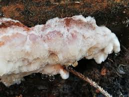 Attēlu rezultāti vaicājumam “Sarcoporia polyspora”