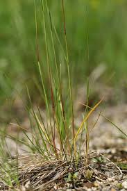 Attēlu rezultāti vaicājumam “Poa angustifolia fruit”
