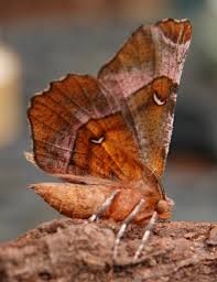 Attēlu rezultāti vaicājumam “Selenia tetralunaria”