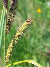 Attēlu rezultāti vaicājumam “Carex acutiformis flower”