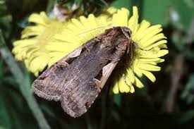 Attēlu rezultāti vaicājumam “Xestia c-nigrum”